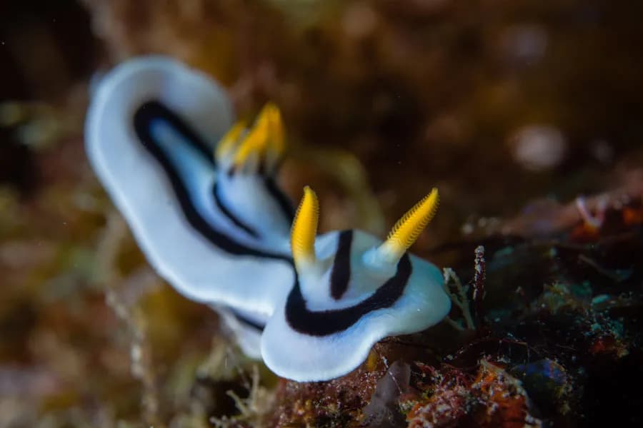 scuba diving in Tanzania