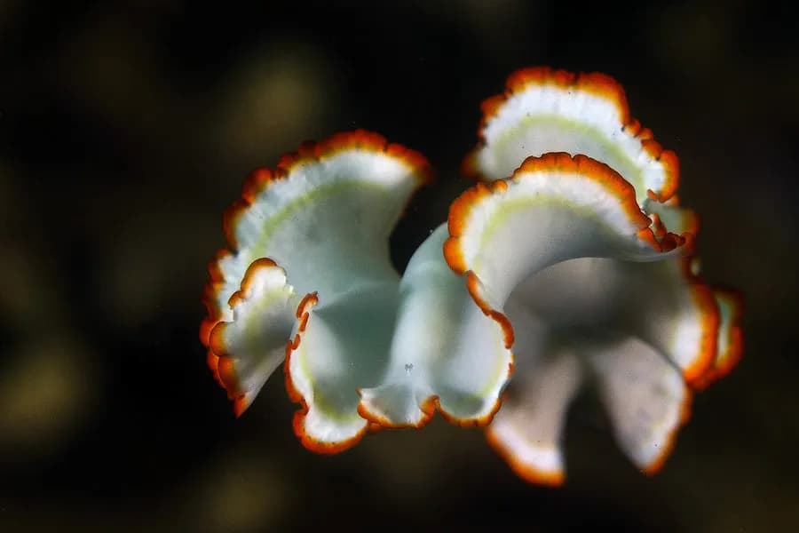 scuba diving in kenya