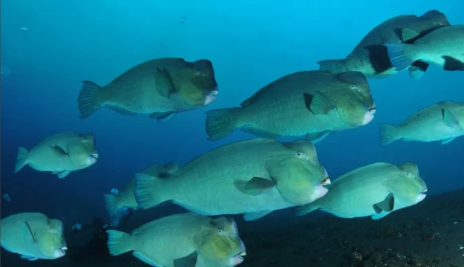 Best Scuba Diving in Sipadan - image Best Scuba Diving in Sipadan - image