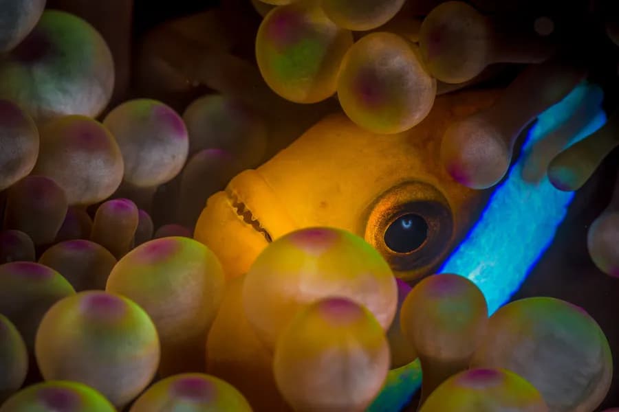 Critters seen while scuba diving in Tonga