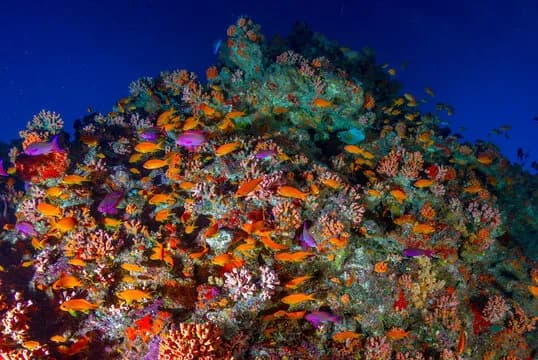 Coral reef in Tonga