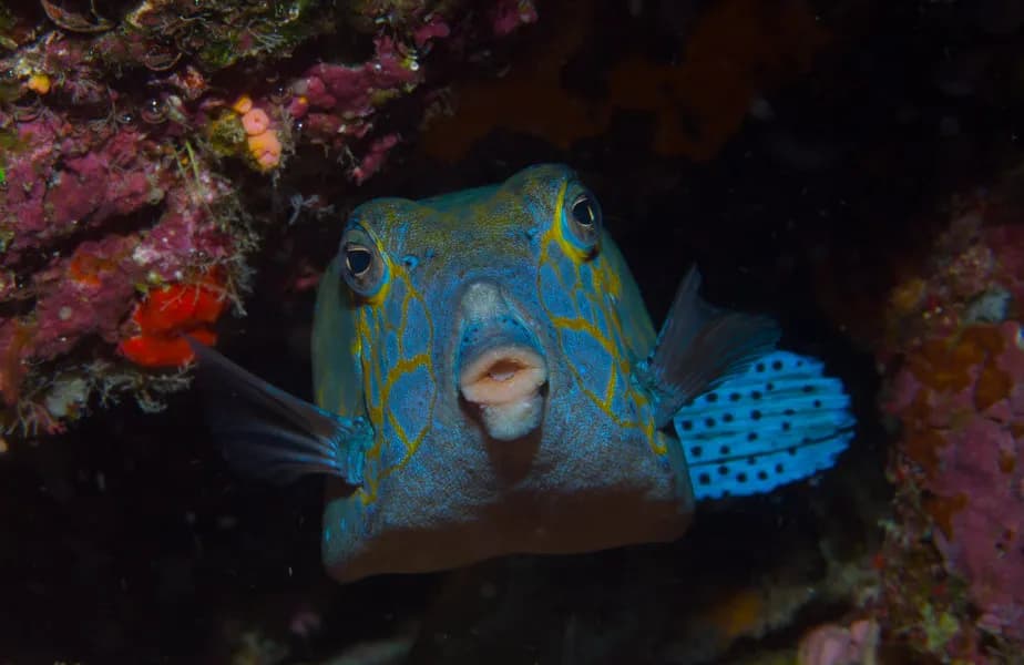 Marine life in Tonga