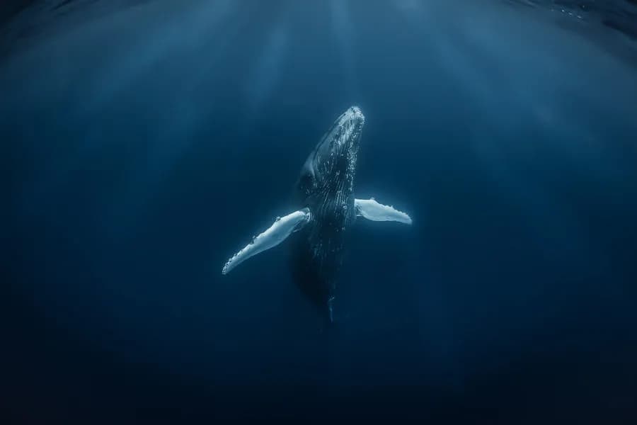 Whales in Tonga