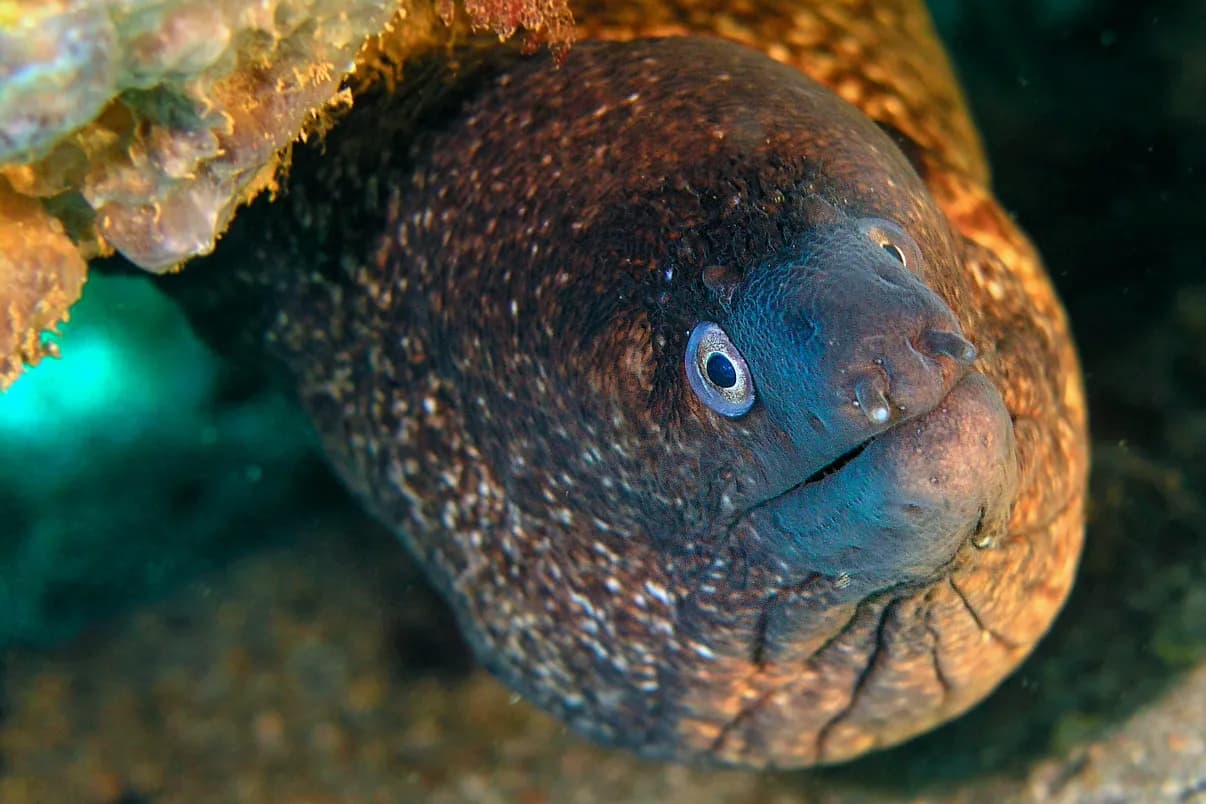 moray eel peeking out of a hole