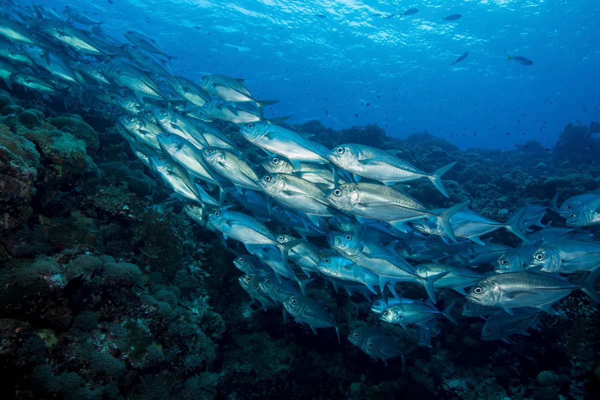 school of jack fish