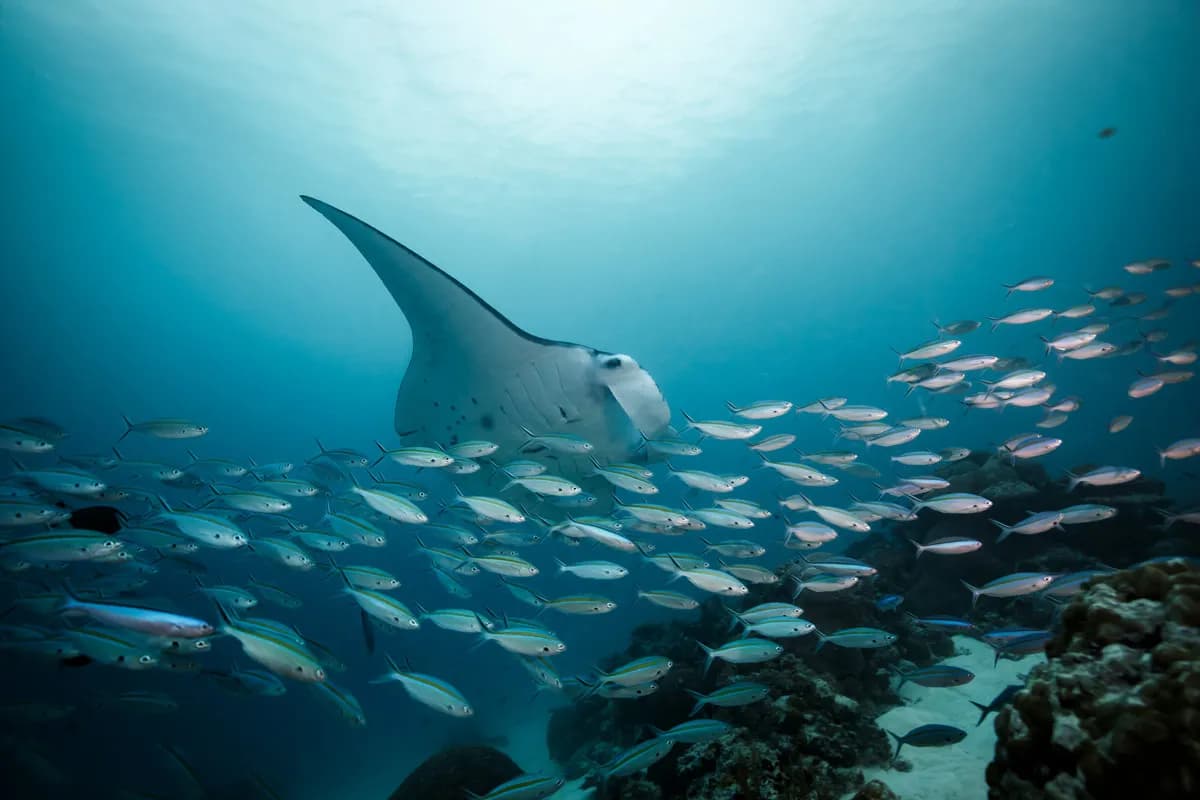 a manta ray glides over the reef