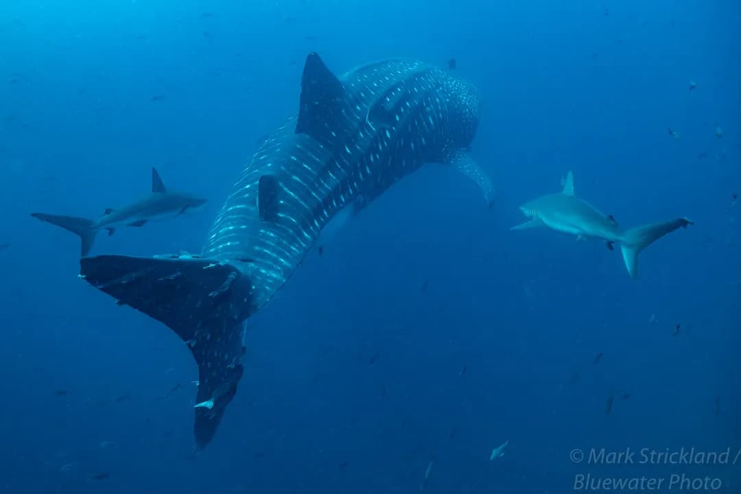 Scuba Diving Galapagos