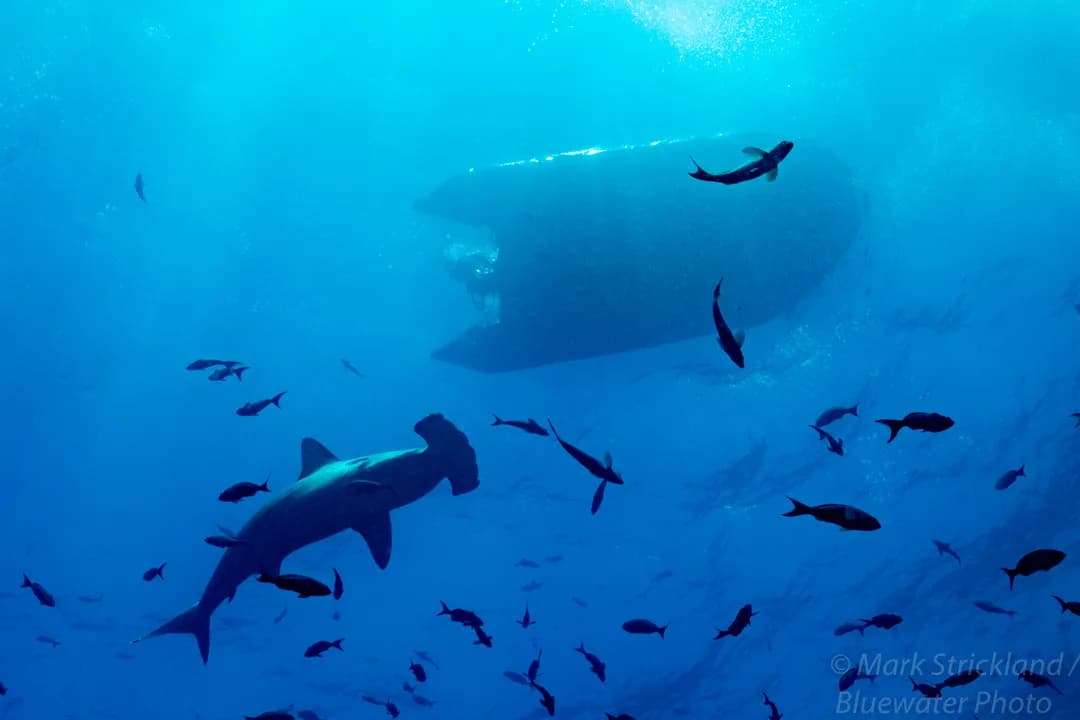 Scuba Diving in Galapagos