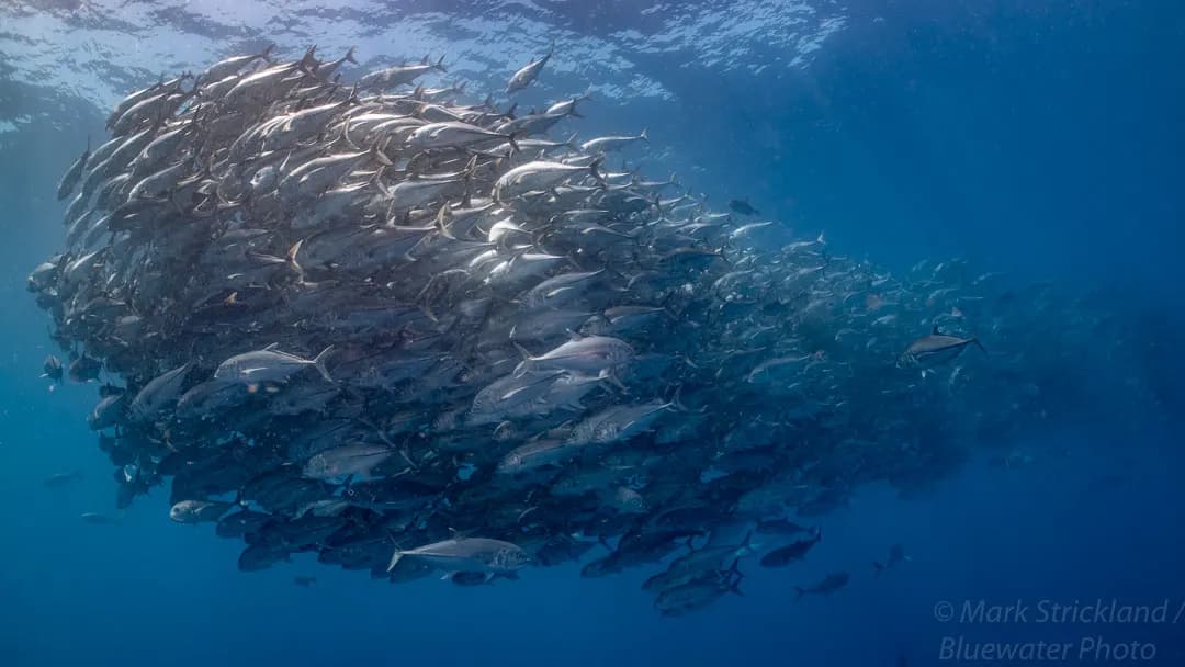 Galapagos Scuba Diving