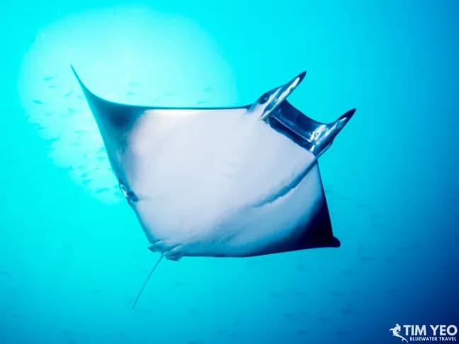 Galapagos Scuba Diving Liveaboard