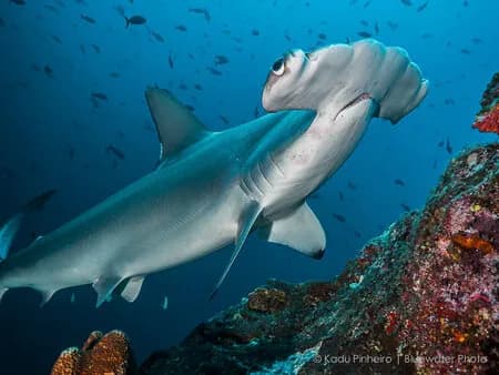 Scuba Diving Costa Rica