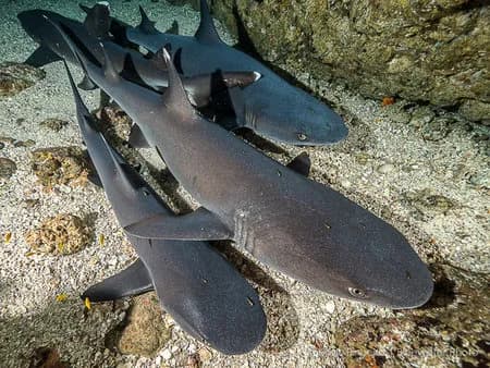 Costa Rica Scuba Diving