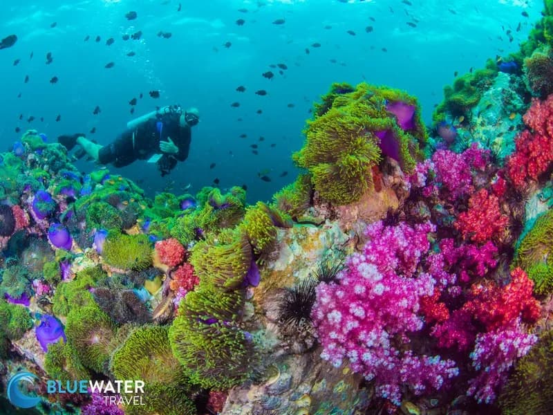 A diver explores a coral reef in Thailand.