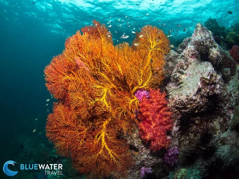 An orange sea fan in Thailand.