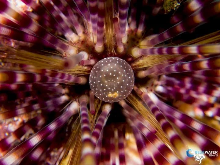 Scuba Diving Thailand