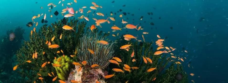 thailand marine life