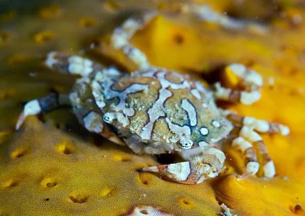 Macro Diving in Ambon