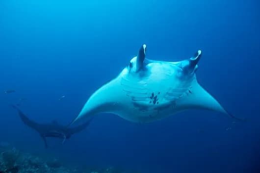 Manta Ray