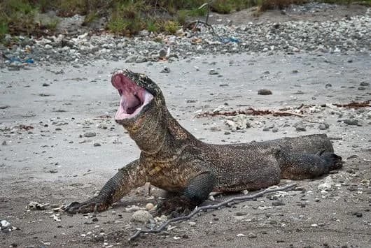 Komodo Dragon