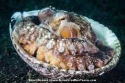 Lembeh Strait Lembeh Strait