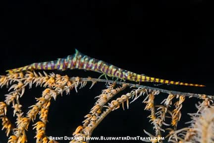 A pipefish at a Lembeh dive site.