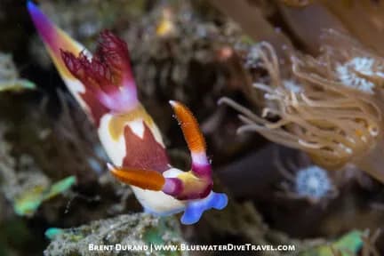 A nudibranch at a dive site in Lembeh, Indonesia.