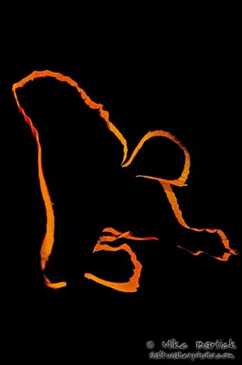 A juvenile batfish in Lembeh Strait, Indonesia.