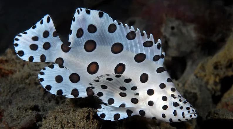 Diving in Lembeh, Indonesia.