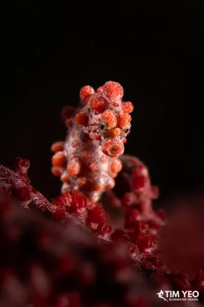 A pygmy seahorse in lembeh