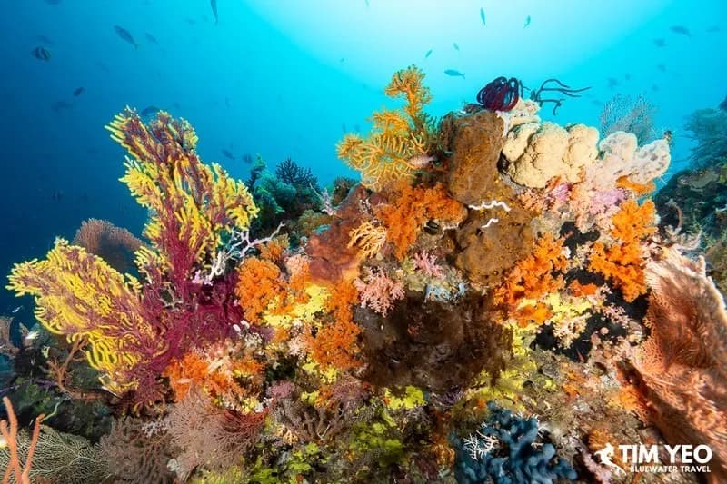 The vibrant corals seen in Raja Ampat