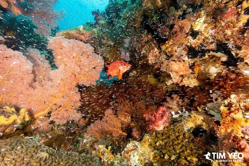 Some of the best coral reefs found around the world