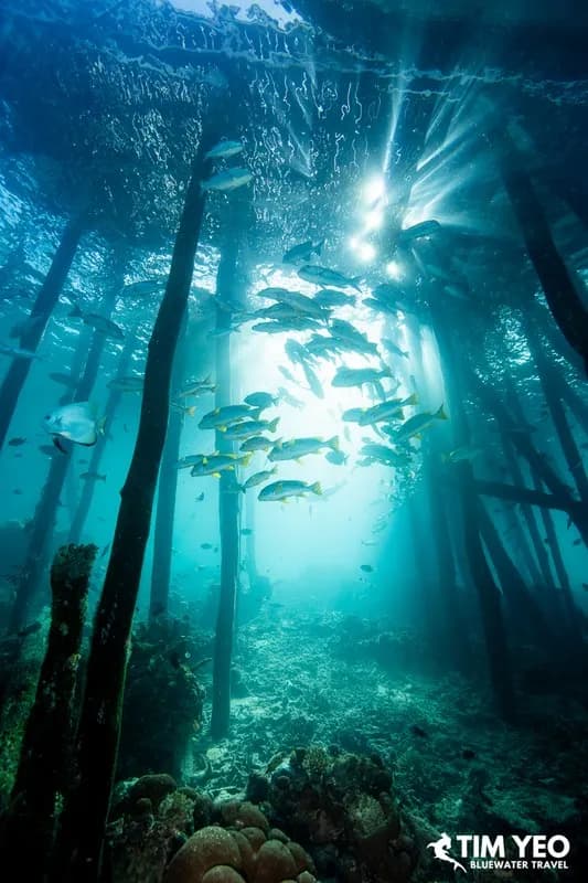 Fish beneath a pier in Raja Ampat