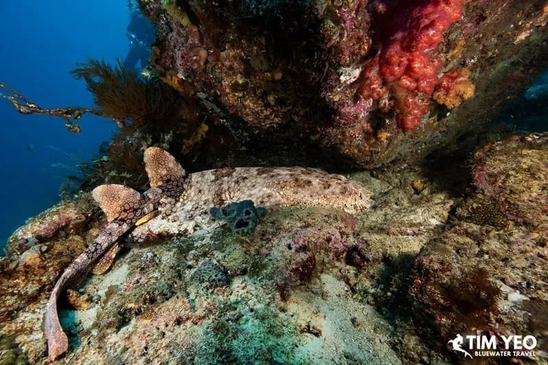 A wobbegong makes it way underwater