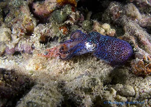 Scuba diving Moalboal