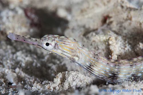 Cebu and Bohol Scuba diving