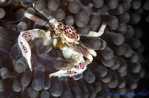 Scuba diving Cebu and Bohol