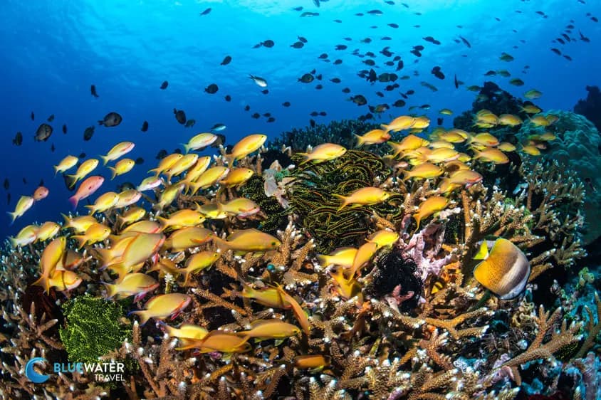 colorful reef in dumaguete