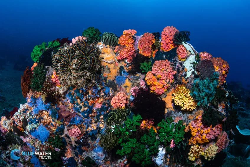 colorful reef in dumaguete