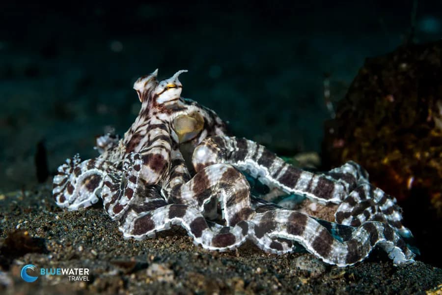 mimic octopus in dumaguete
