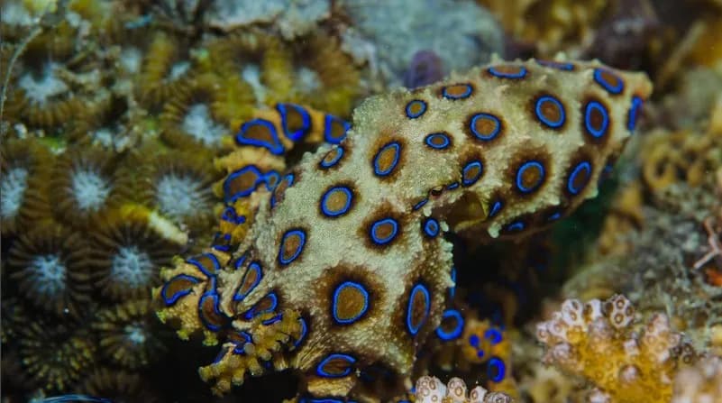 blue ringed octopus in dumaguete