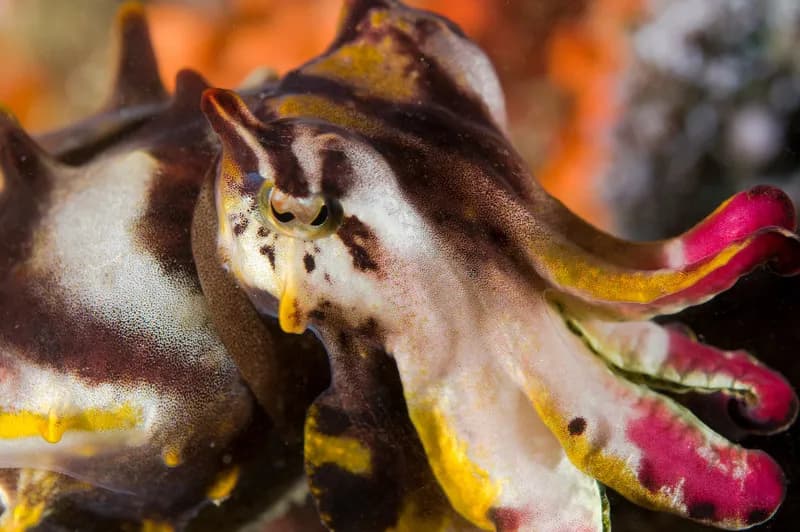 flamboyant cuttlefish found while scuba diving in dumaguete