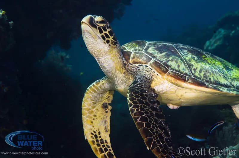 green sea turtle swimming underwater in Dumaguete