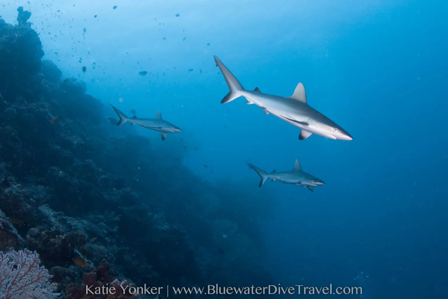 Sharks swim at Tubbataha Reef