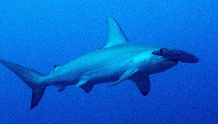 Hammerhead swimming at the Tubbataha Reef