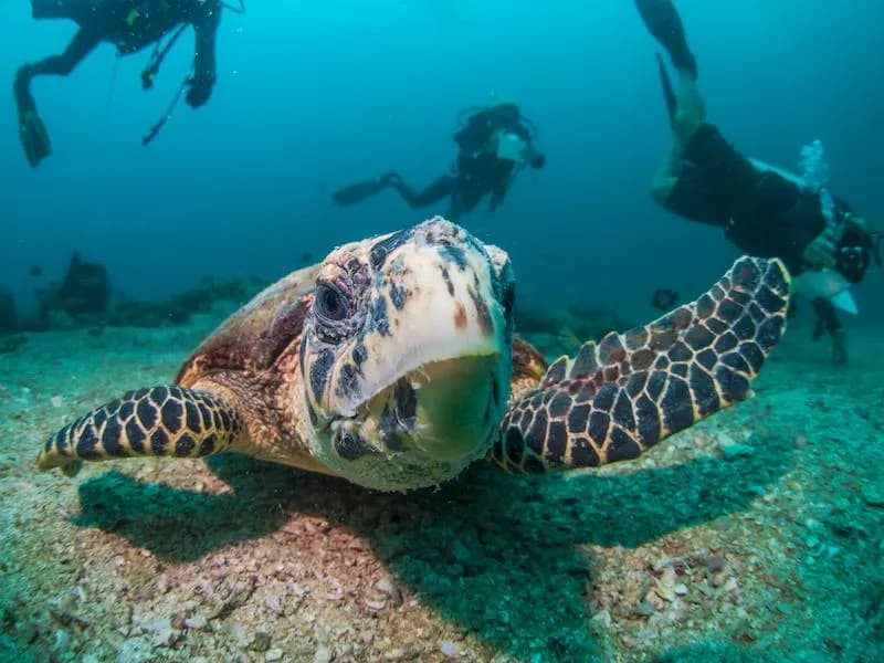 scuba diving phuket thailand