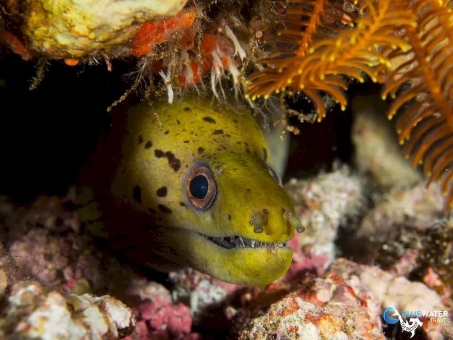 A moray eel in phuket, thailand