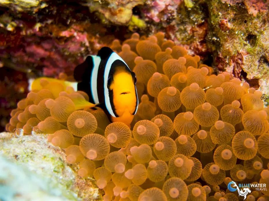 scuba diving thailand