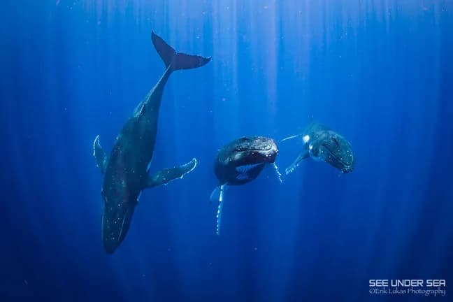 Moorea French Polynesia