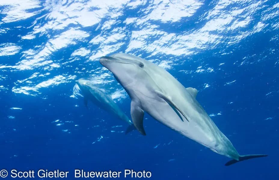Best Scuba Diving in Rangiroa - image Best Scuba Diving in Rangiroa - image