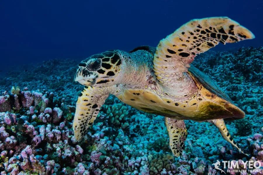 rangiroa scuba diving
